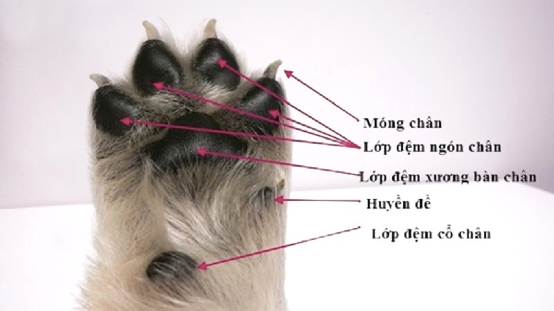 Tứ túc huyền đề