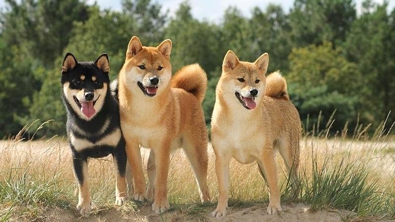 Các màu lông Shiba phổ biến