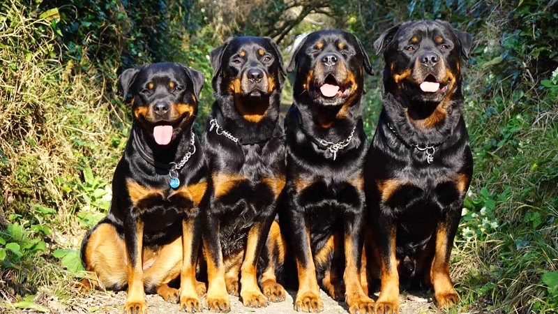 Huấn luyện Rottweiler đứng im.