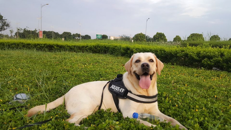 Labrador cỡ trung bình, cơ thể săn chắc.