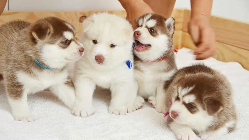 Với chó Husky 1- 2 tháng tuổi