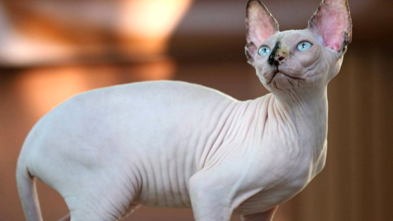 Mèo Ai Cập (Sphynx) da nhăn, gần như không lông.