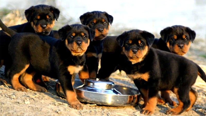 Chó Rottweiler dưới 3 tháng tuổi