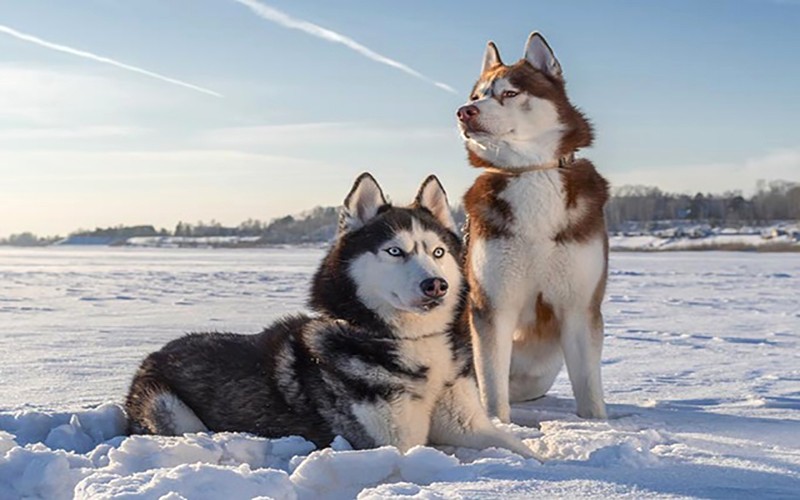 Husky to khỏe, săn chắc với thân hình thuôn dài.