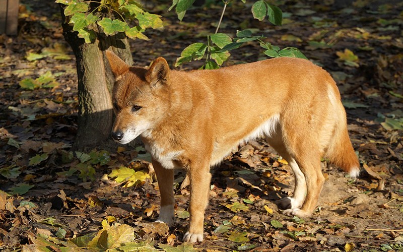 Chó Dingo Đông Dương