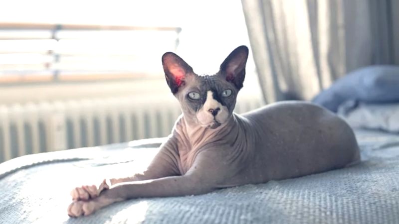 Mèo Sphynx không lông (Mèo Ai Cập)