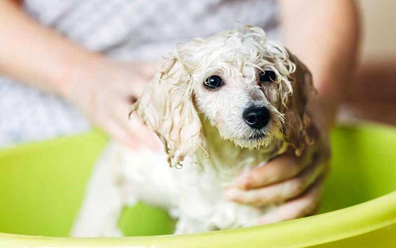 Về vệ sinh cho chó Poodle