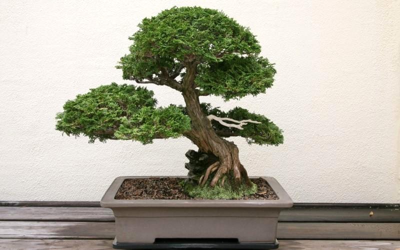 Bonsai phong thủy tuổi Thân