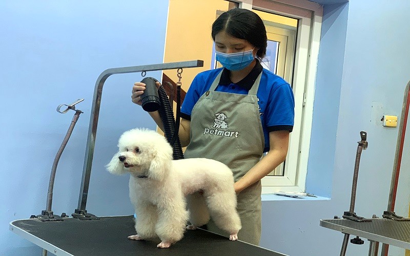 Lưu ý khi tắm chó Poodle