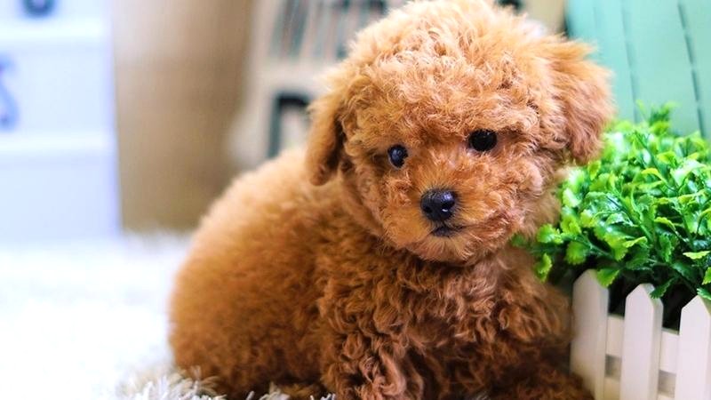 Các bệnh thường gặp ở chó Poodle