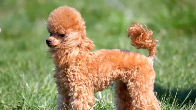 Kinh nghiệm mua chó Poodle