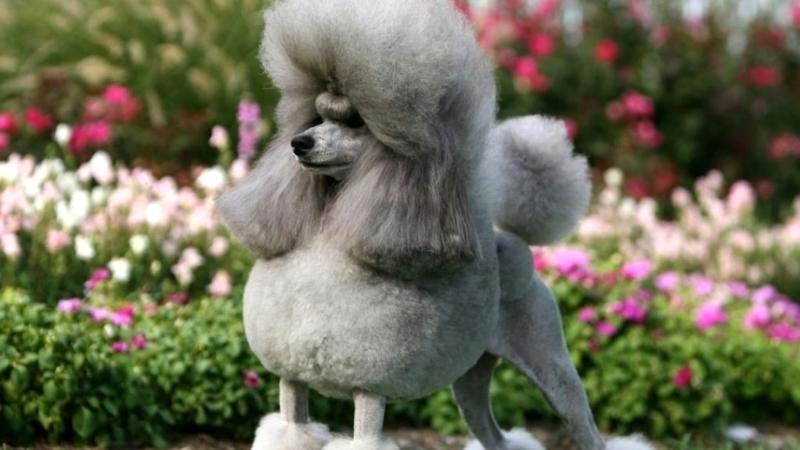 Giá bán chó Poodle