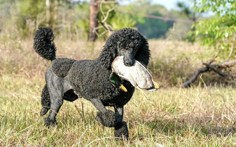 giống chó Poodle