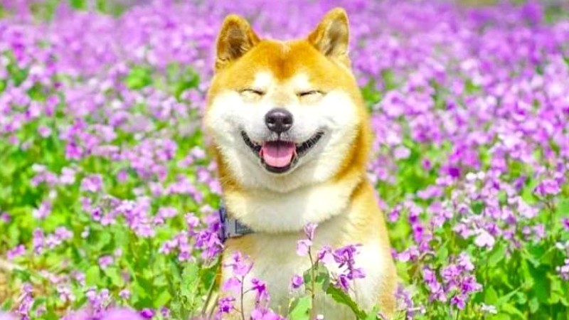 Đặc điểm ngoại hình của chó Shiba