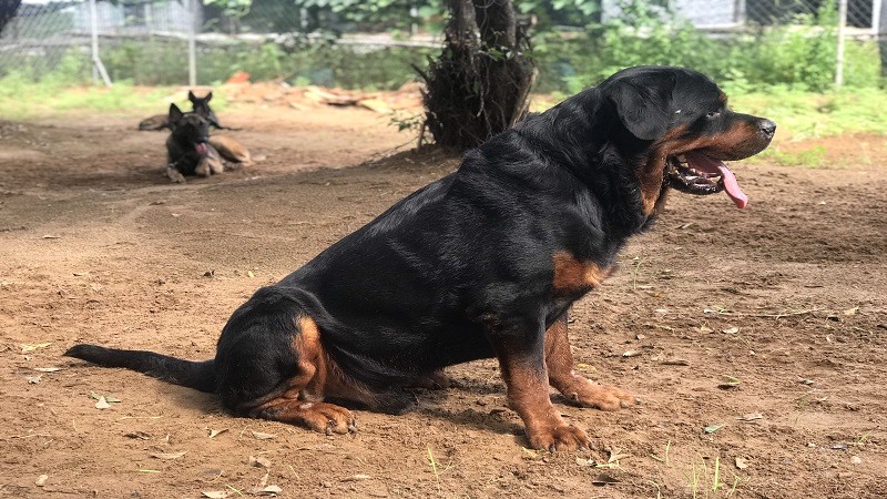 Huấn luyện Rottweiler ngồi im.