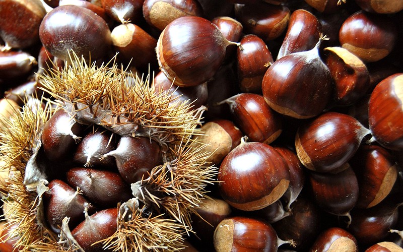 Lợi ích sức khỏe của hạt Chestnut là gì?