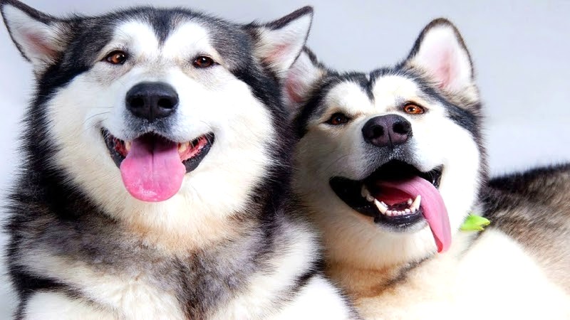 Với chó Husky từ 3-6 tháng tuổi