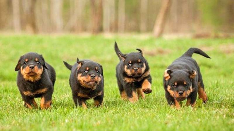 Chó Rottweiler từ 3-5 tháng