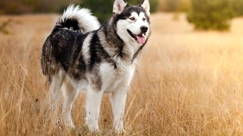 Chó Husky