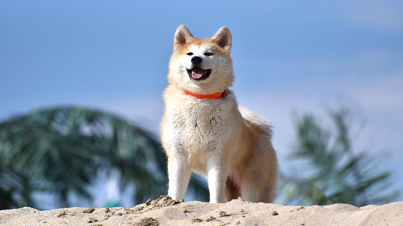 Chó Akita Inu