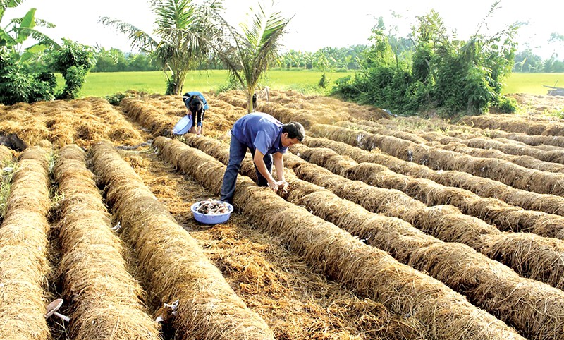 Rơm rạ cháy gây ô nhiễm không khí, ảnh hưởng sức khỏe. Xử lý rơm rạ hiệu quả bảo vệ môi trường.