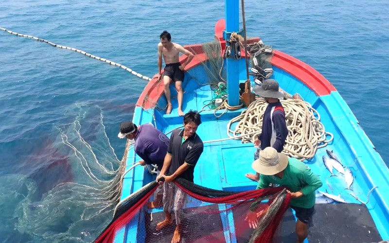 Cá chình chủ yếu khai thác tự nhiên.