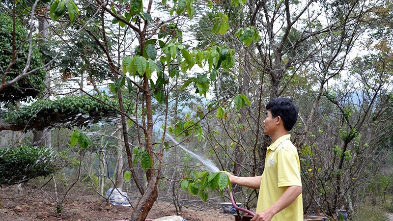 Vệ sinh cây