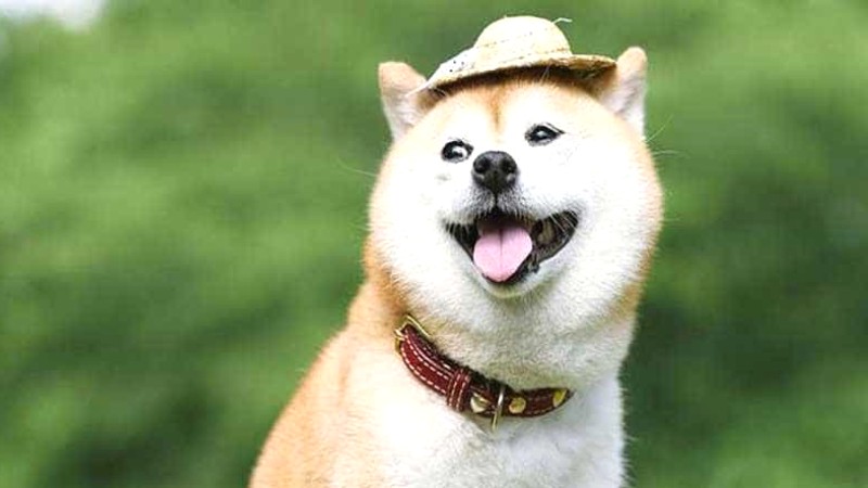 Đặc điểm tính cách của Shiba