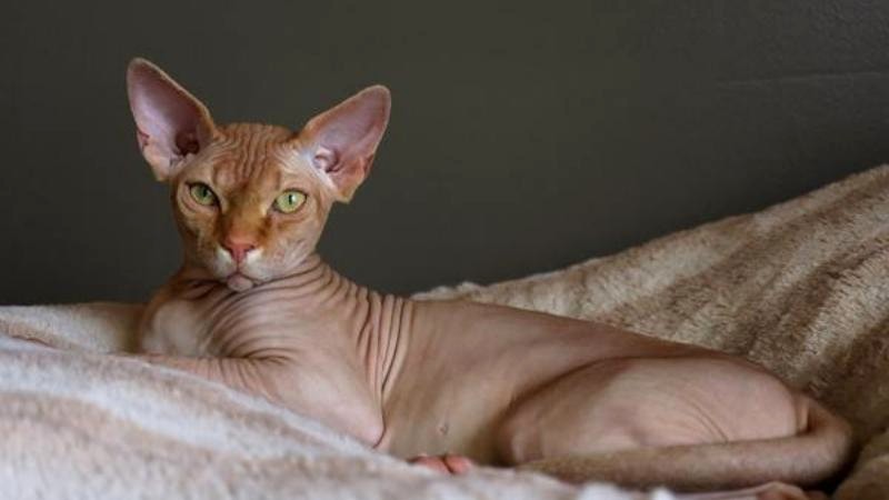 Thức ăn của mèo Ai Cập (mèo Sphynx)