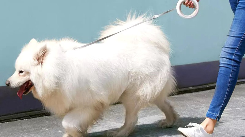 Chăm sóc Samoyed: Bí quyết sạch sẽ