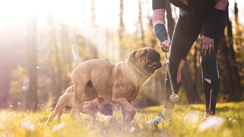 Tìm hiểu về giống chó Boxer: nguồn gốc, đặc điểm, chăm sóc, giá cả