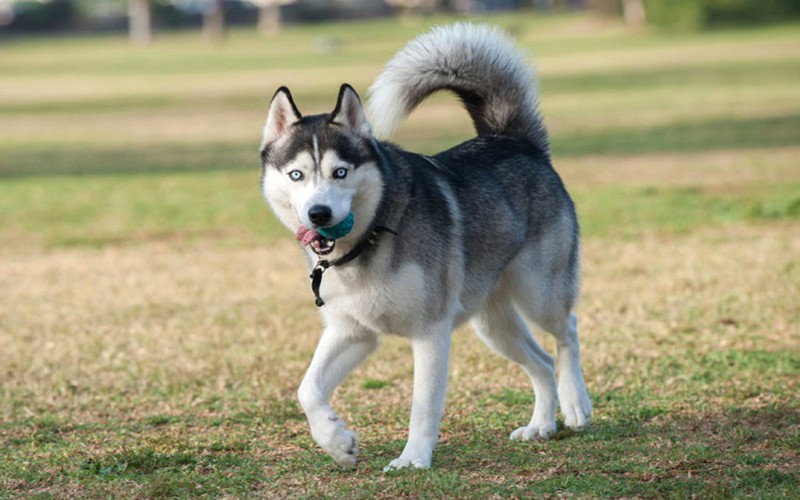 Cách nuôi chó Husky