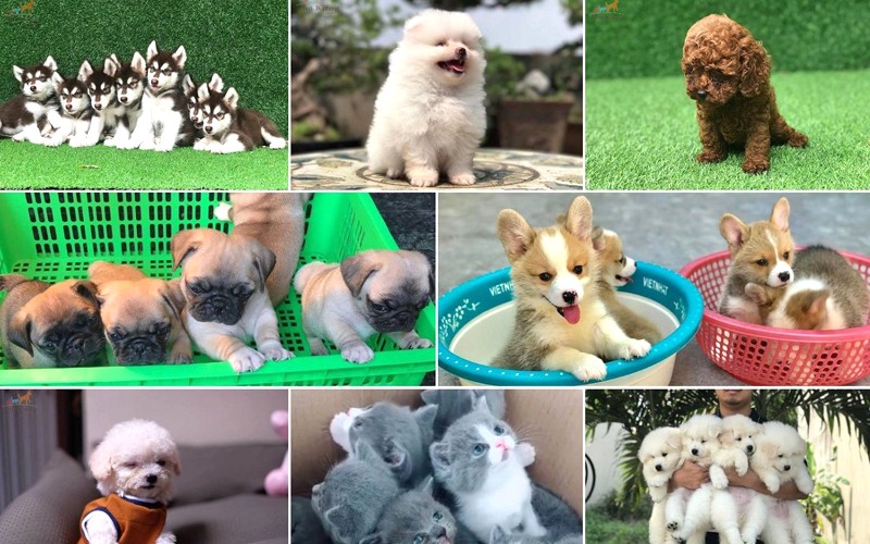 500 tên thú cưng độc đáo, dễ thương, ý nghĩa 🐶🐱