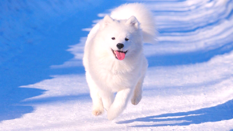 Chó Samoyed