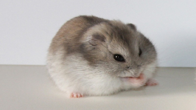 Hamster Winter White