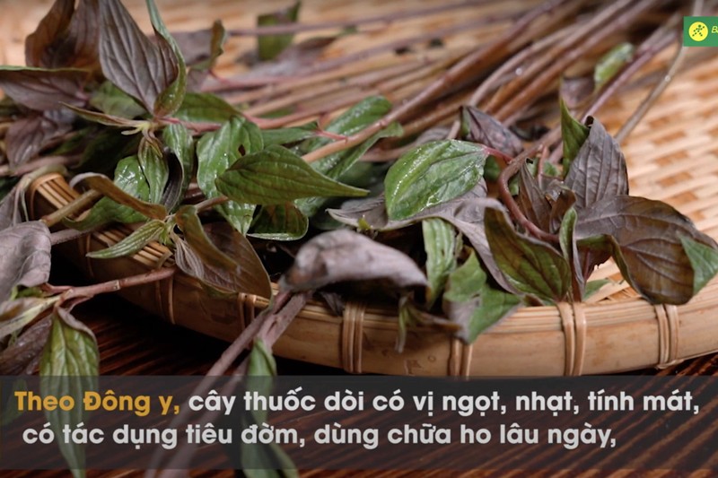 cây thuốc dòi