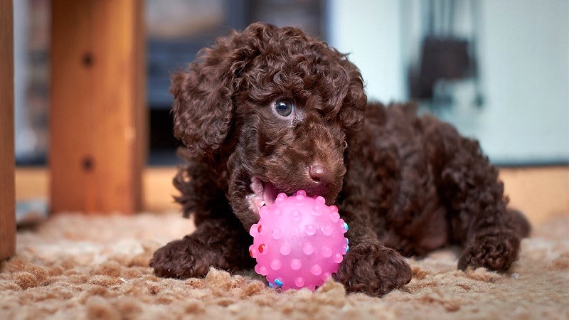 giống chó Poodle