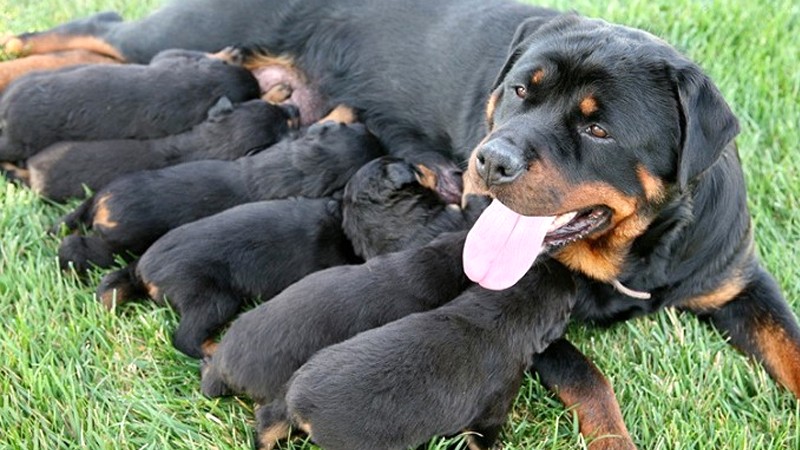 Rottweiler thường sinh nhiều con.