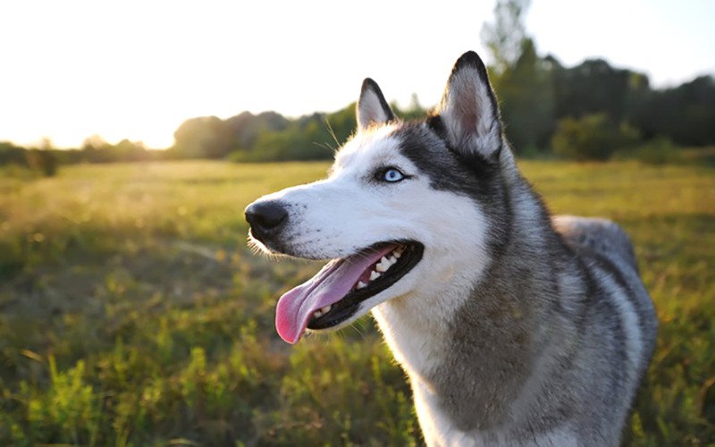 Husky năng động, thích chạy nhảy.