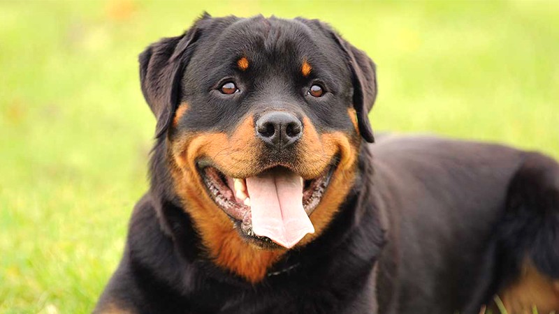 Rottweiler