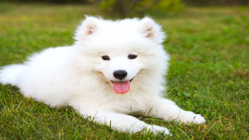 Samoyed: Chó hiền, dễ thương.