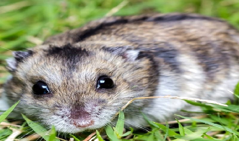 Hamster Winter White