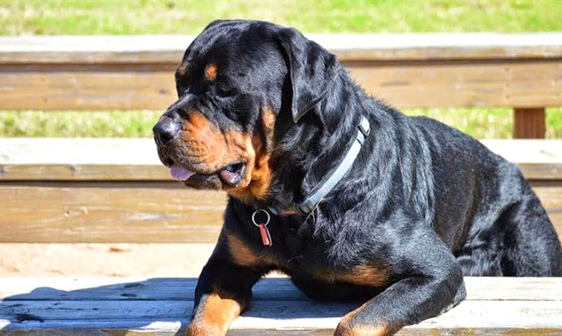 Huấn luyện chó Rottweiler ngồi chào