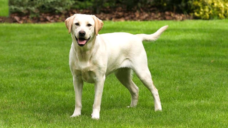 Vấn đề sức khỏe của chó Labrador