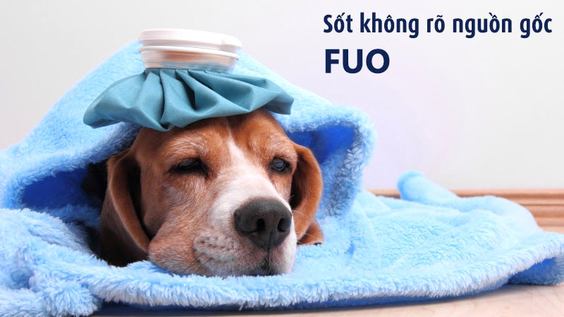 Cơn sốt không rõ nguồn gốc (FUO)