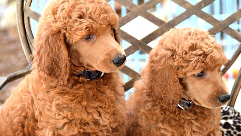 Bảng giá chó Poodle