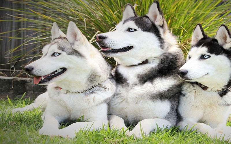 Bảng giá chó Husky