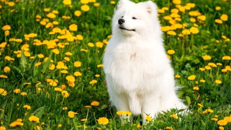 Chó Samoyed