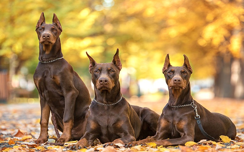 Doberman Pinscher