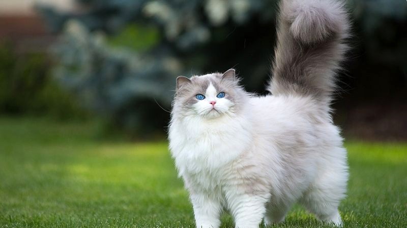 Mèo Ragdoll